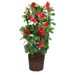 Mandevilla Mandevillan